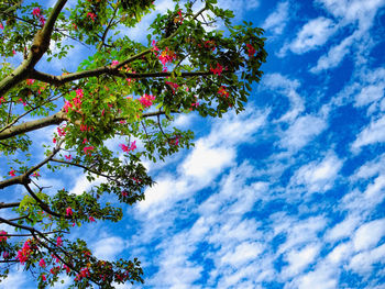 Low angle view of tree against blue sky