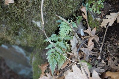 Close-up of plants growing in water