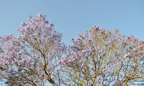 Low angle view of cherry blossom tree against blue sky
