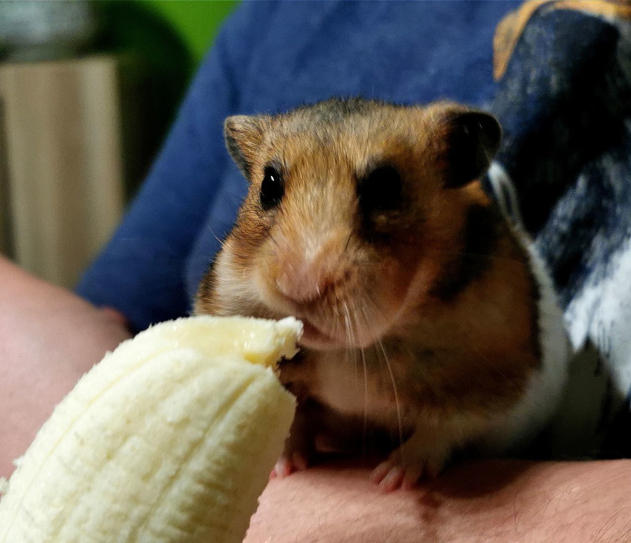 CLOSE-UP OF A HAND EATING