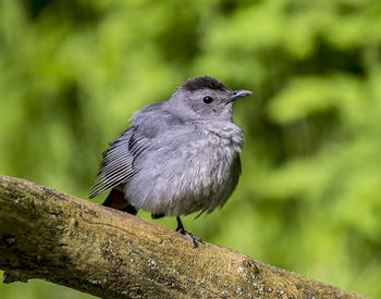 Close-up of bird perching on branch