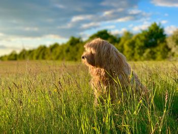 View of a dog on field