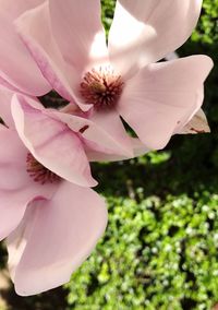 Close-up of pink rose flower