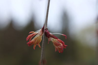 Close-up of red flower bud