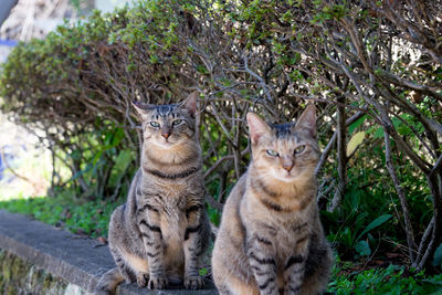 Portrait of cat