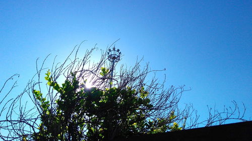 Close-up of silhouette tree against clear sky