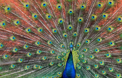 Close-up of peacock