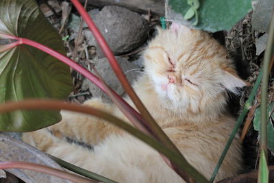 Close-up portrait of a cat