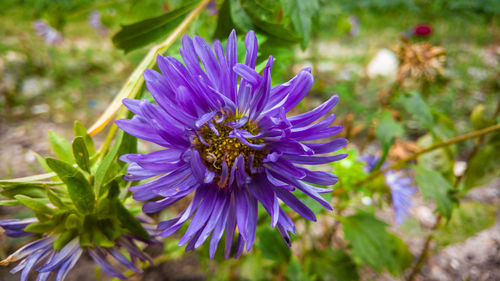 Close-up of purple flowers