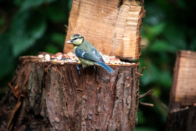 Close-up of blue tit perching on wood