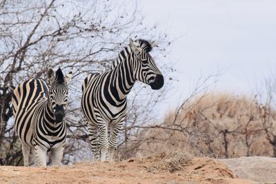 Zebras in a field