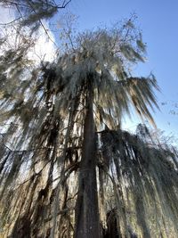 Low angle view of trees against sky