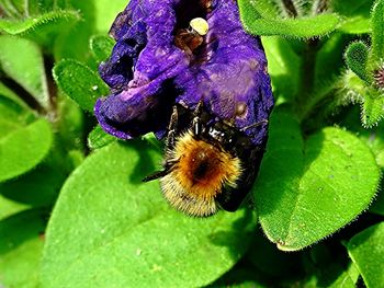 Close-up of bee on purple flower