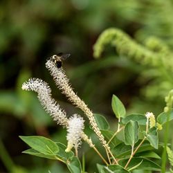 Close-up of insect on plant