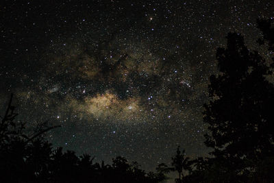 Low angle view of trees against sky at night