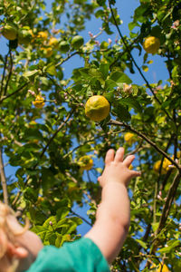 Rear view shot of blond toddler reaching up for a lemon on a tree