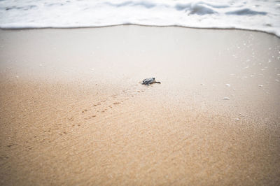 View of turtle crawling towards the sea