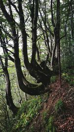 Trees in forest