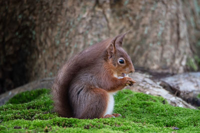 Close-up of squirrel on sitting on green moss eating 