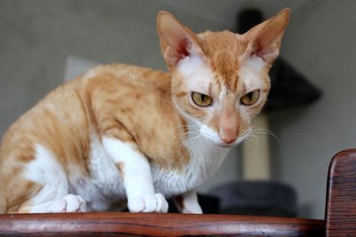 Cornish rex cat 