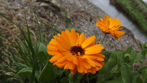 Close-up of yellow flower