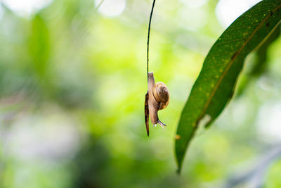 Close-up of insect on leaf