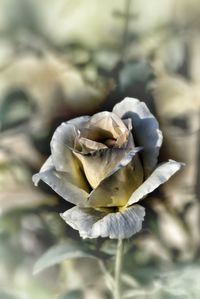 Close-up of white flower against blurred background