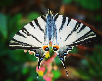 Close-up of butterfly pollinating on flower