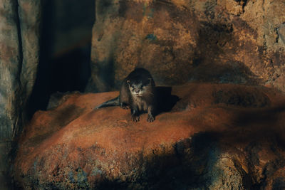 Otters in saint petersburg oceanarium, russia