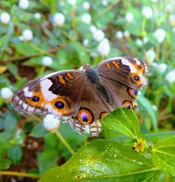 Close-up of butterfly pollinating flower