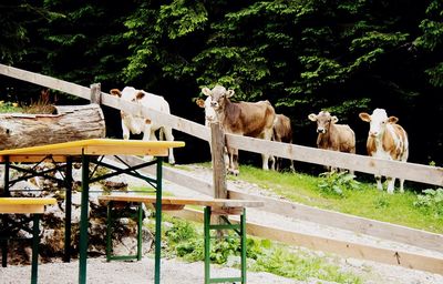 Horses on trees