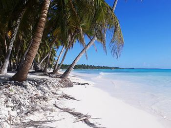 Palm trees at beach against sky