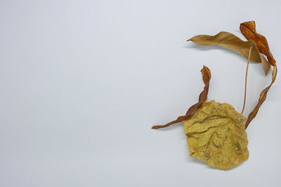 Close-up of dry leaves on white table