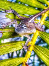 Close-up of lizard on tree