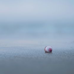 Single pink shell on a sand beach with a blue tone