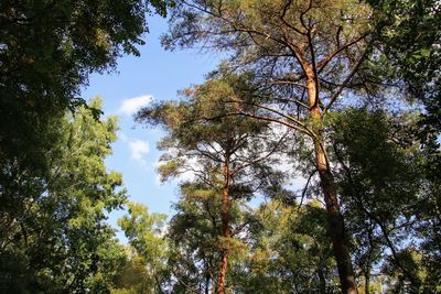 Low angle view of trees against sky