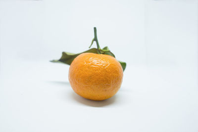 Close-up of orange fruit against white background