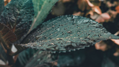Close-up of wet leaf