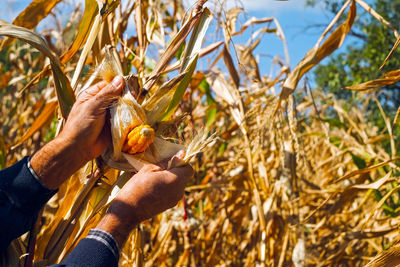 Man's hands picking corn