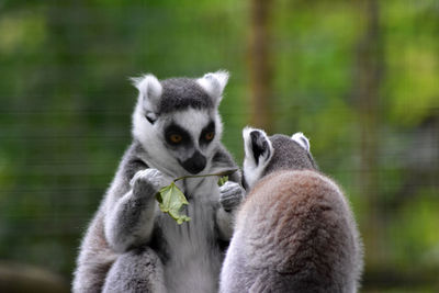 Close-up of lemur looking away outdoors