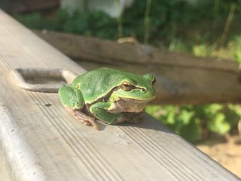 Close-up of frog on wood