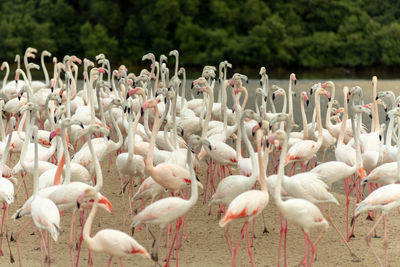 Flock of birds on field