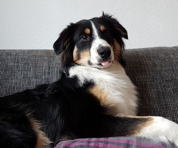 Portrait of dog sitting on sofa at home