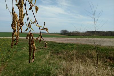 Plants growing on field against sky