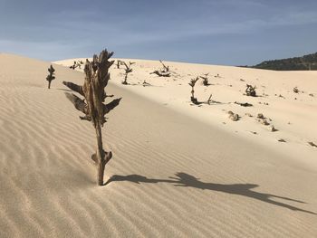 Dry trees in bolonia beach