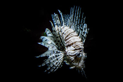 Jellyfish in aquarium against black background