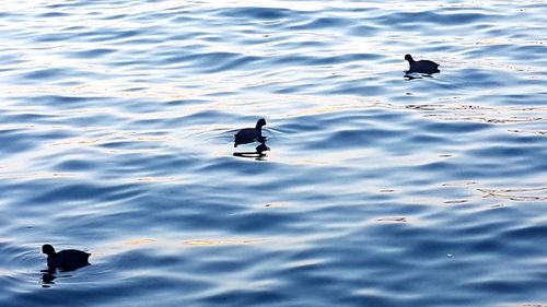 Bird in water