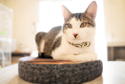 Close-up portrait of a cat