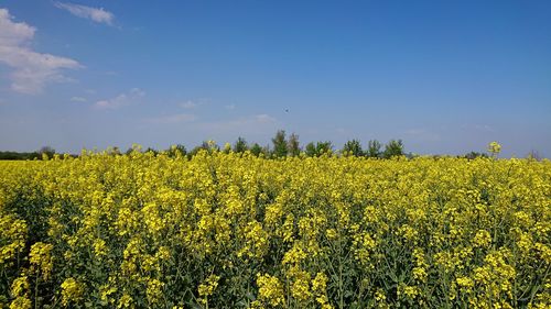 Scenic view of oilseed rape field against sky