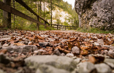 Surface level of stones in forest